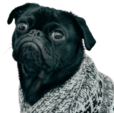 Cute black pug dog